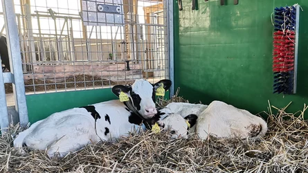 Zwei Kälbchen liegen in einem Stall im Stroh