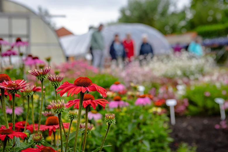 Rote Blüten vom Sonnenhut