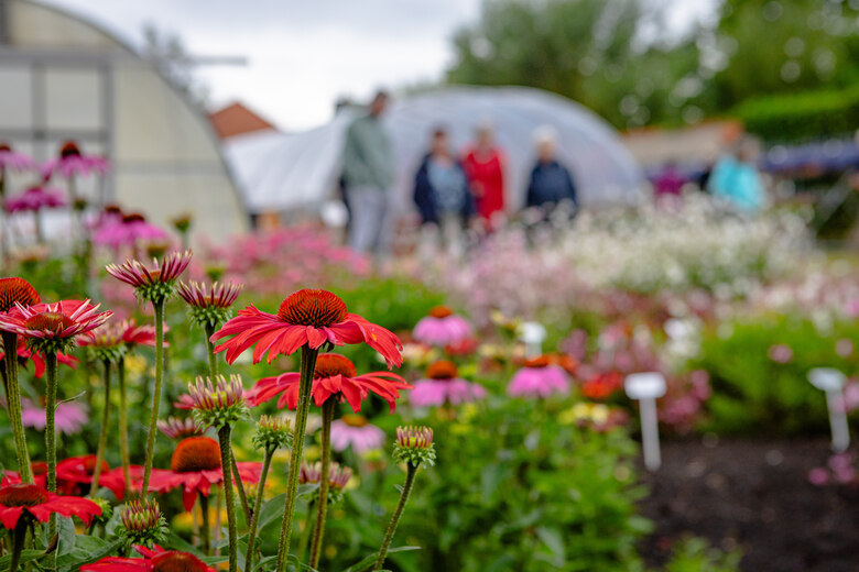 Rote Blüten vom Sonnenhut